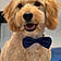 Teddy