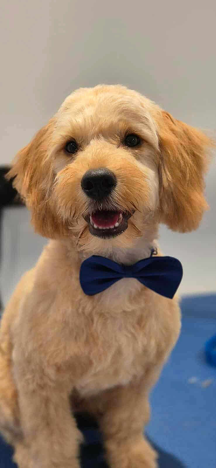 Teddy