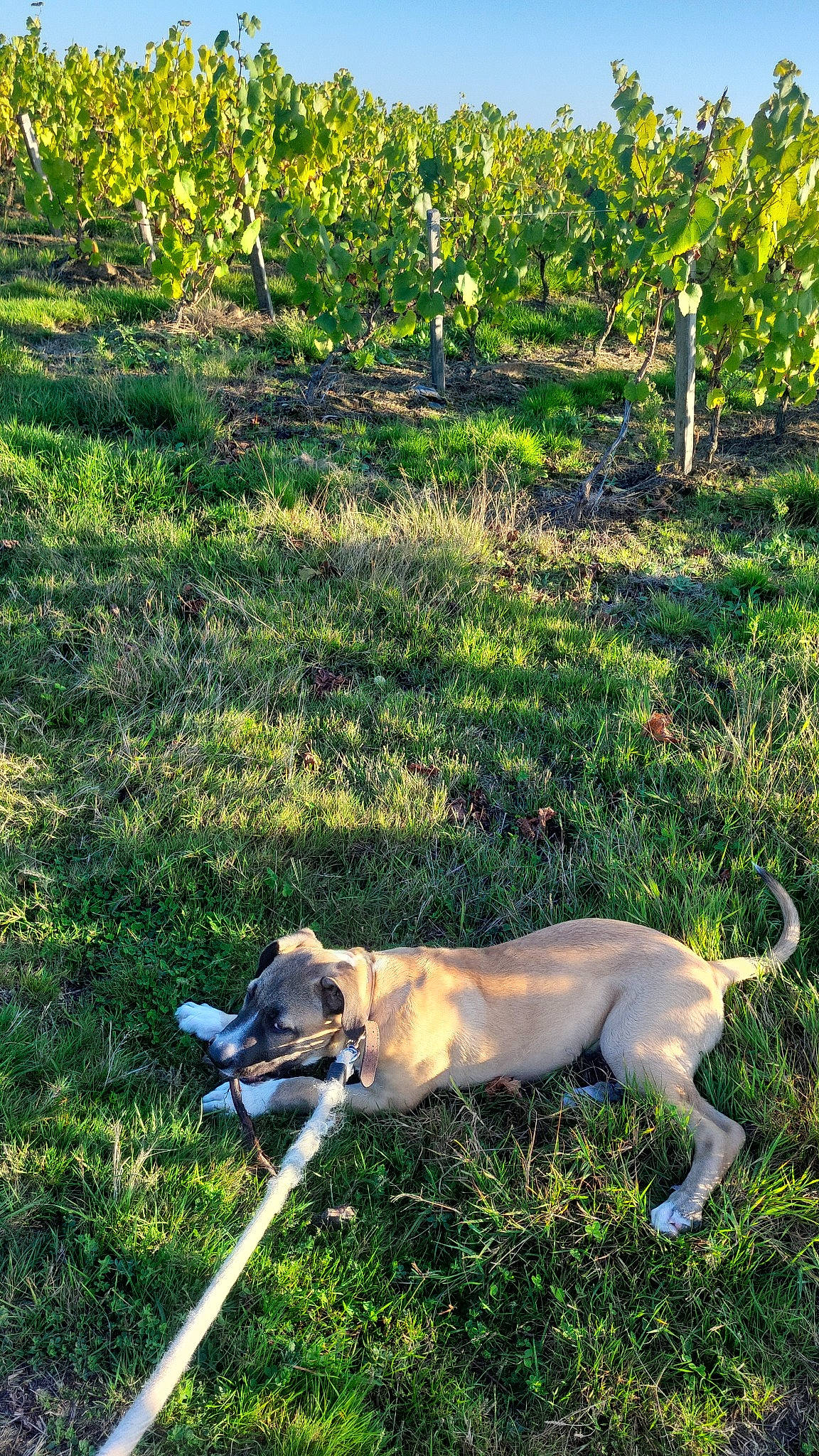 Hadès a rejoint le concours — aidez-le/la à gagner de superbes lots ! big_cats, canidae, carnivore, collar, companion_dog, dog, dog_breed, dog_hiking, fawn, felidae, grass, grassland, pasture, paw, plant, sporting_group, tail, terrestrial_animal, wildlife, working_dog