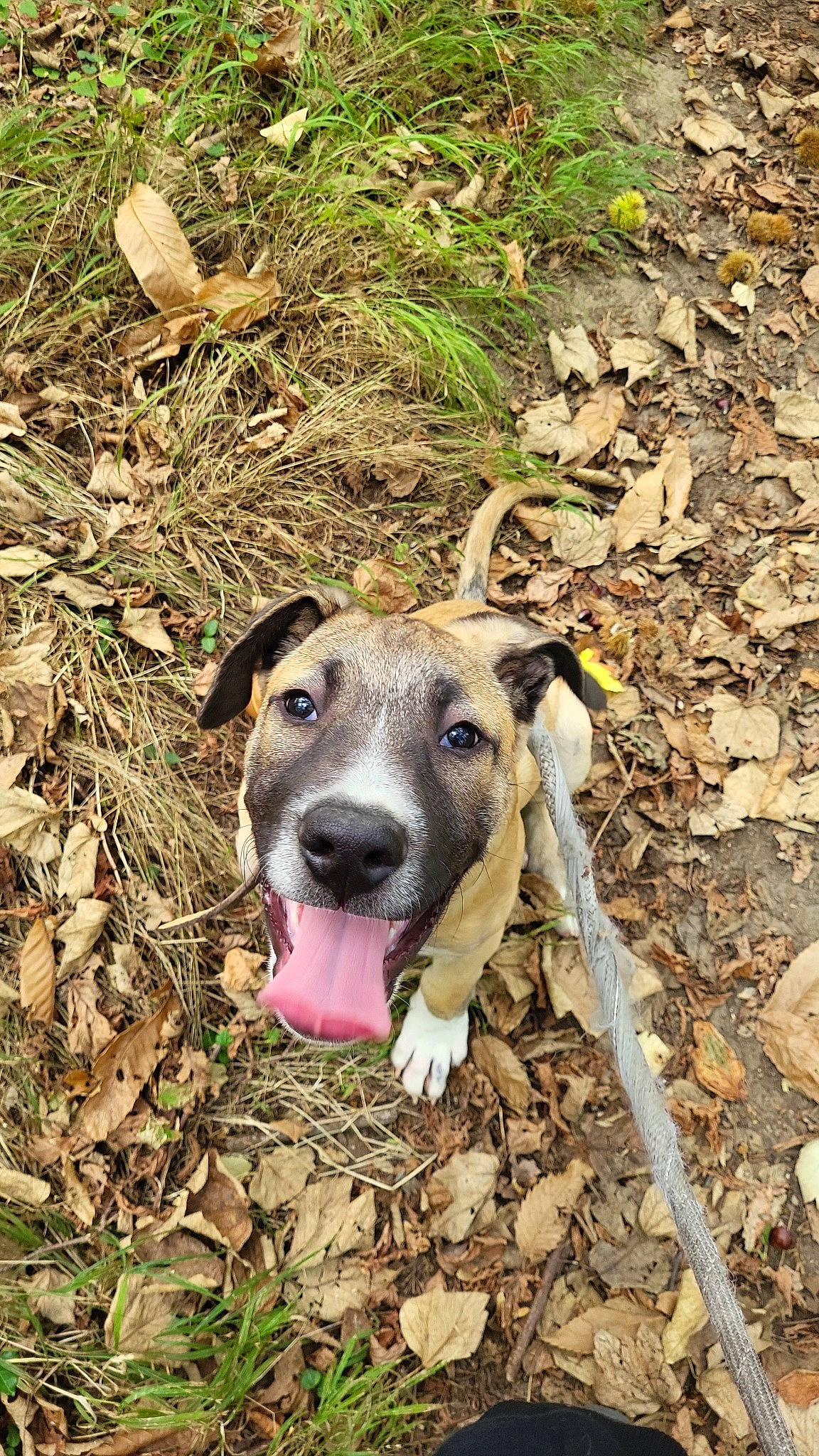 Hadès participe au concours pour gagner de l'argent avec cette photo : canidae, carnivore, collar, companion_dog, dog, dog_breed, fawn, grass, groundcover, plant, rampur_greyhound, sighthound, snout, soil, sporting_group, street_dog, terrestrial_animal, whiskers, wood, working_animal