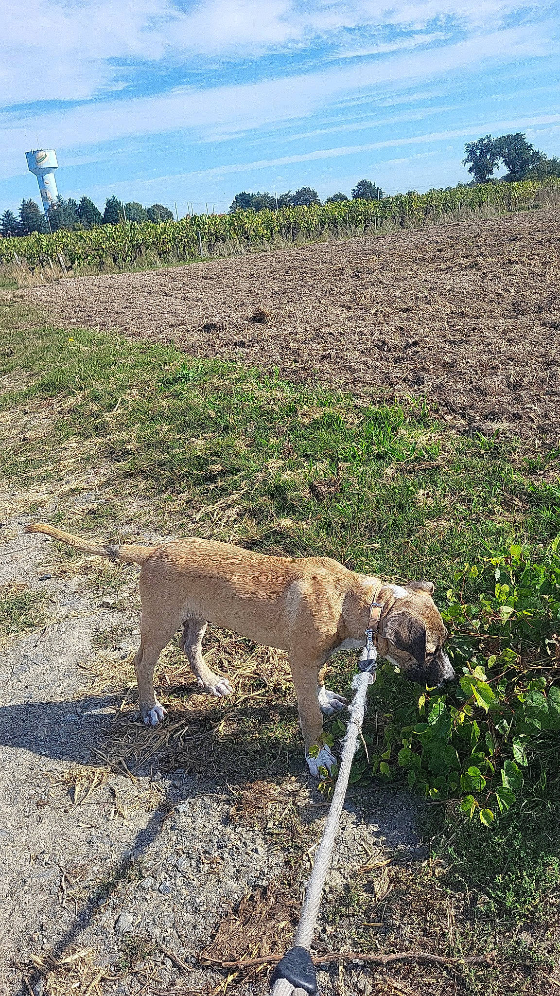 Hadès a rejoint le concours — aidez-le/la à gagner de superbes lots ! agriculture, canidae, carnivore, cloud, dog, dog_breed, fawn, field, garden_hose, grass, grassland, landscape, plant, sky, soil, sporting_group, tail, terrestrial_animal, tree, working_animal