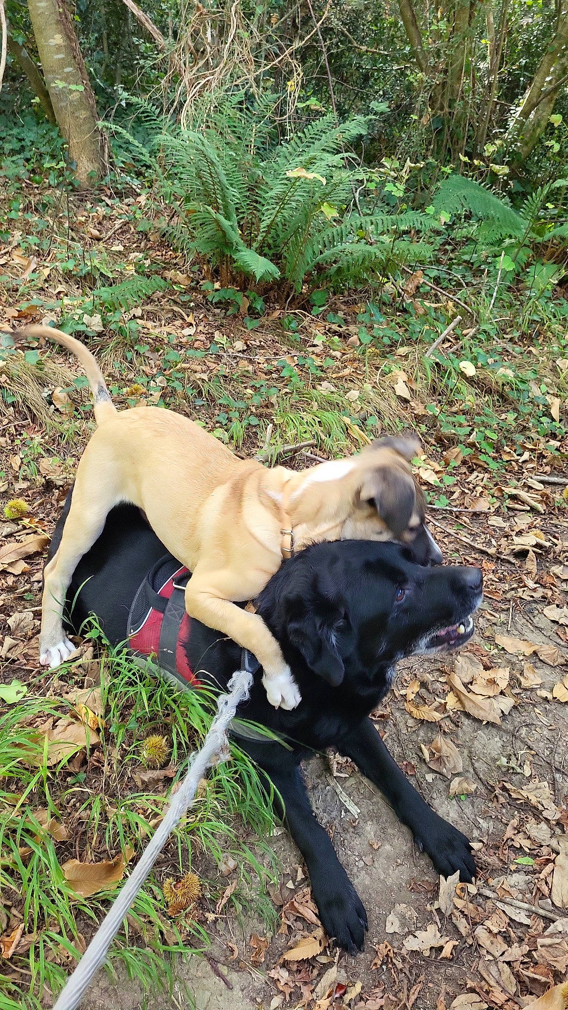 Hadès participe au concours pour gagner de l'argent avec cette photo : adventure, canidae, carnivore, companion_dog, dog, dog_breed, fawn, grass, gun_dog, hunting_dog, plant, snout, soil, sporting_group, tail, terrestrial_animal, tree, working_animal