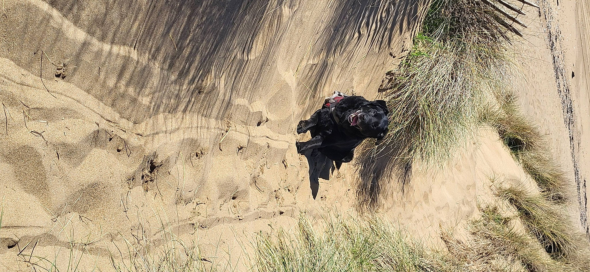 Haribo participe au concours pour gagner de l'argent avec cette photo : adventure, backpack, bovine, bull, canidae, extreme_sport, grass, grassland, helmet, landscape, marines, military_organization, plant, recreation, rock, soil, tree, trunk, wildlife, wood