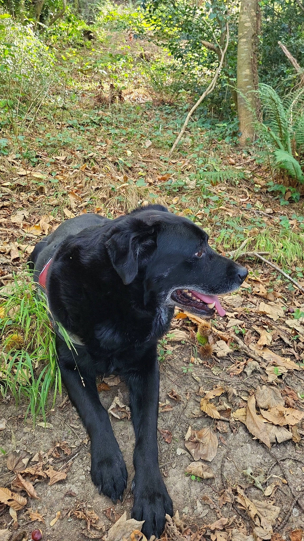 Haribo a rejoint le concours — aidez-le/la à gagner de superbes lots ! borador, canidae, carnivore, collar, dog, dog_breed, dog_collar, grass, gun_dog, hunting_dog, plant, retriever, snout, soil, sporting_group, tail, terrestrial_animal, terrestrial_plant, tree, working_animal