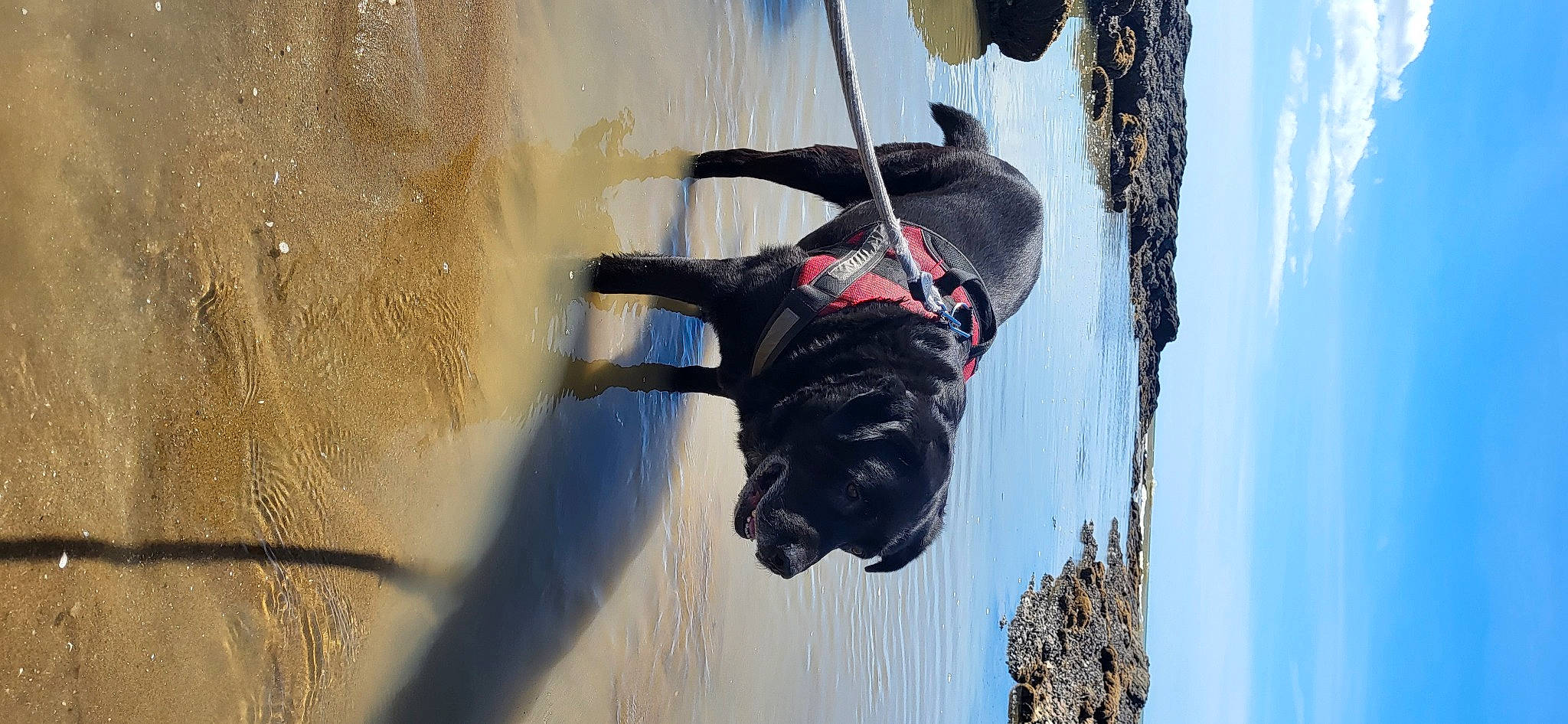 Haribo participe au concours pour gagner de l'argent avec cette photo : adventure, canidae, carnivore, cloud, collar, dog, dog_breed, fun, guard_dog, leash, pet_supply, recreation, shadow, sky, sporting_group, tail, water, winter, wood, working_animal