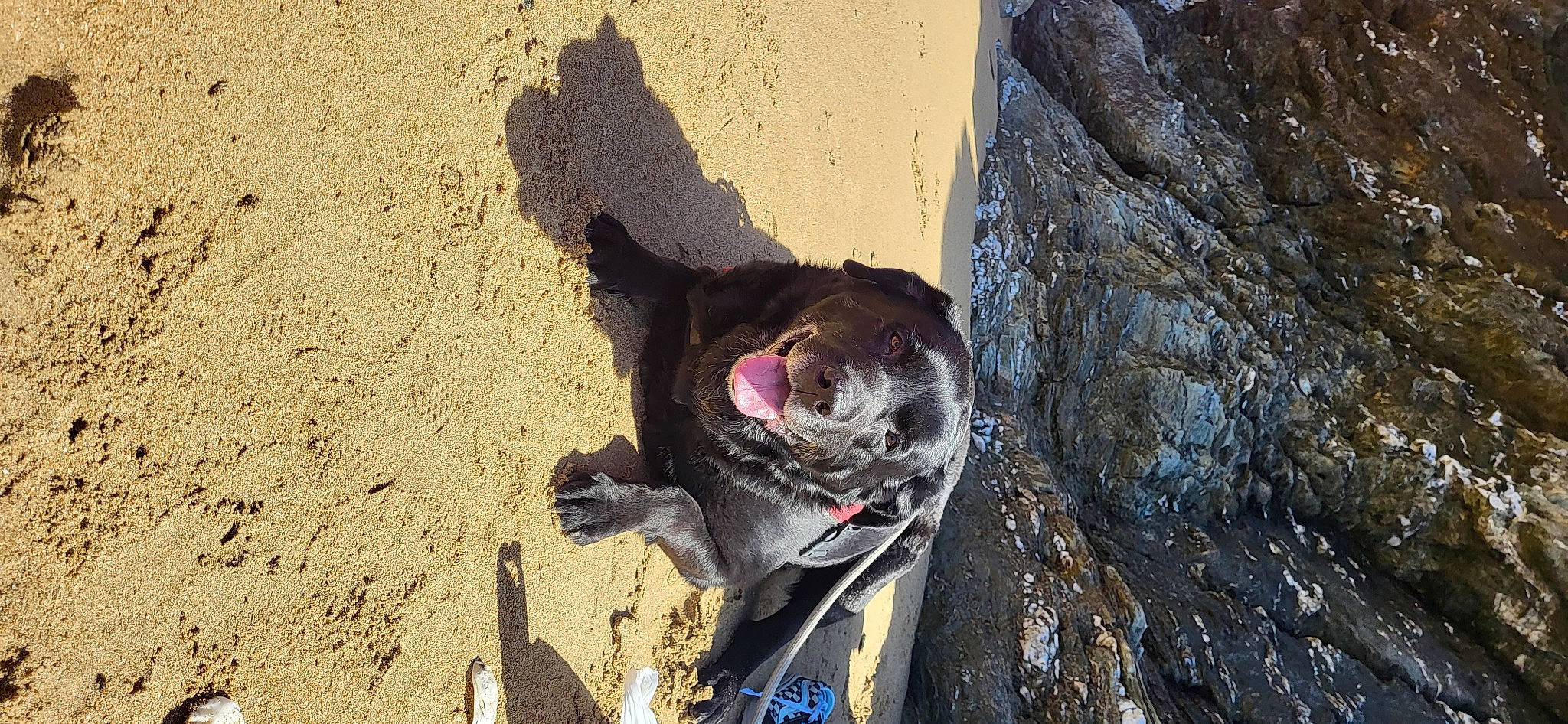 Haribo a rejoint le concours — aidez-le/la à gagner de superbes lots ! canidae, carnivore, collar, dog, dog_breed, fawn, fur, landscape, leash, plant, rock, shadow, snout, soil, sporting_group, tail, trunk, wildlife, wood, working_animal