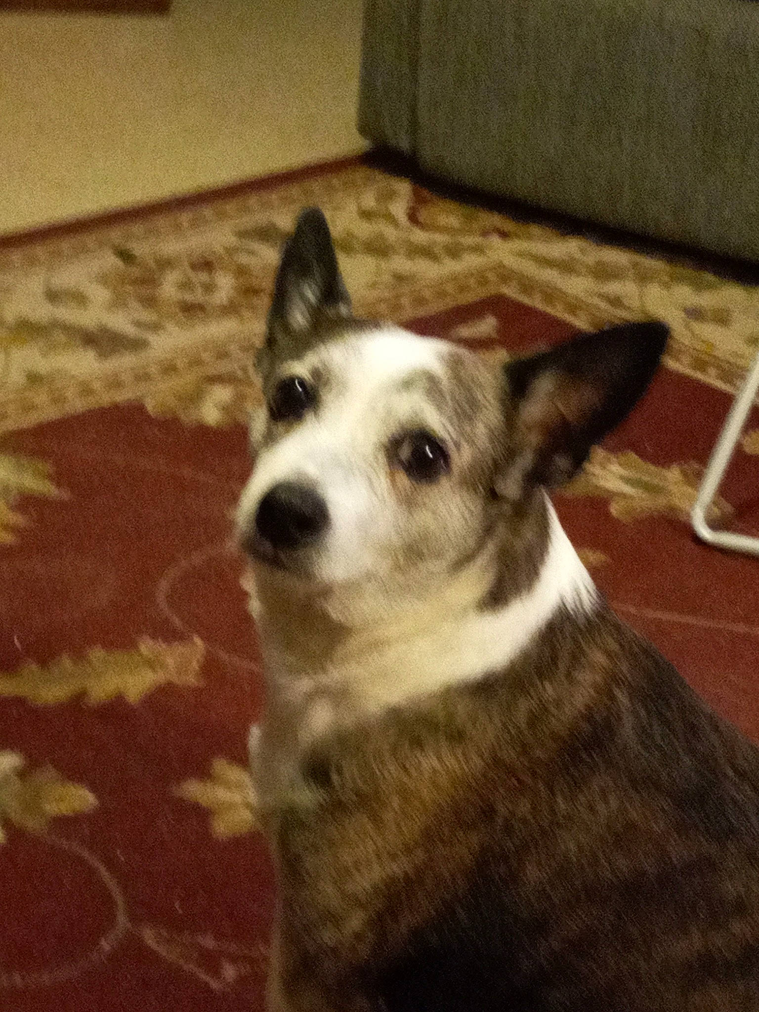 Ditto is registered to the contest to win money with this photo: canidae, carnivore, dog, dog_breed, mammal, norwegian_lundehund, rare_breed_dog, vertebrate, whiskers