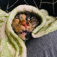 Thumblina joined the competition — help win amazing prizes! animal, blanket, cat, closeup, comfort, cozy, cute, fur, indoor, mouth, nose, pet, relax, resting, sleeping, snug, soft, teeth, warm, whiskers