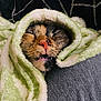 animal, blanket, cat, closeup, comfort, cozy, cute, fur, indoor, mouth, nose, pet, relax, resting, sleeping, snug, soft, teeth, warm, whiskers