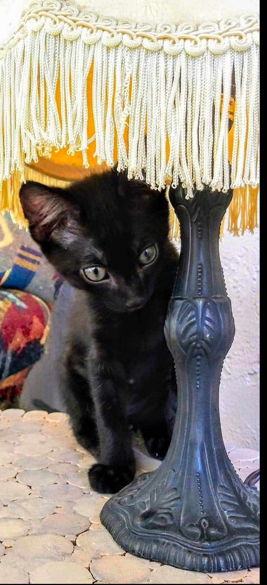 Jack is registered to the contest to win money with this photo: black, black_cat, bombay, carnivore, cat, cat_supply, claw, curtain, domestic_short_haired_cat, electric_blue, felidae, fur, glass, light, small_to_medium_sized_cats, still_life_photography, tail, terrestrial_animal, whiskers, wood