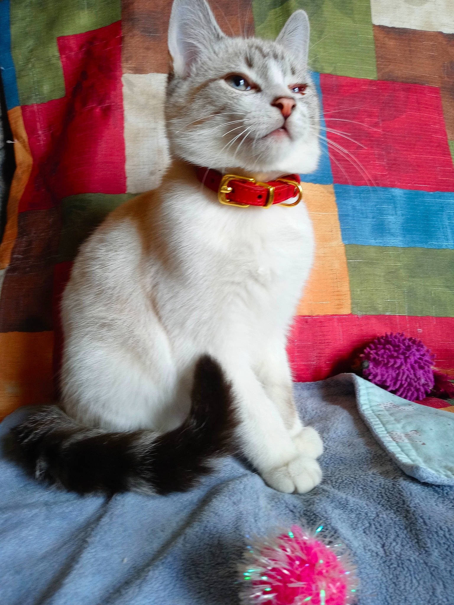 Tesla is registered to the contest to win money with this photo: carnivore, cat, claw, collar, comfort, domestic_short_haired_cat, fawn, felidae, fur, linens, magenta, pattern, paw, red, sitting, small_to_medium_sized_cats, snout, tail, whiskers, woven_fabric