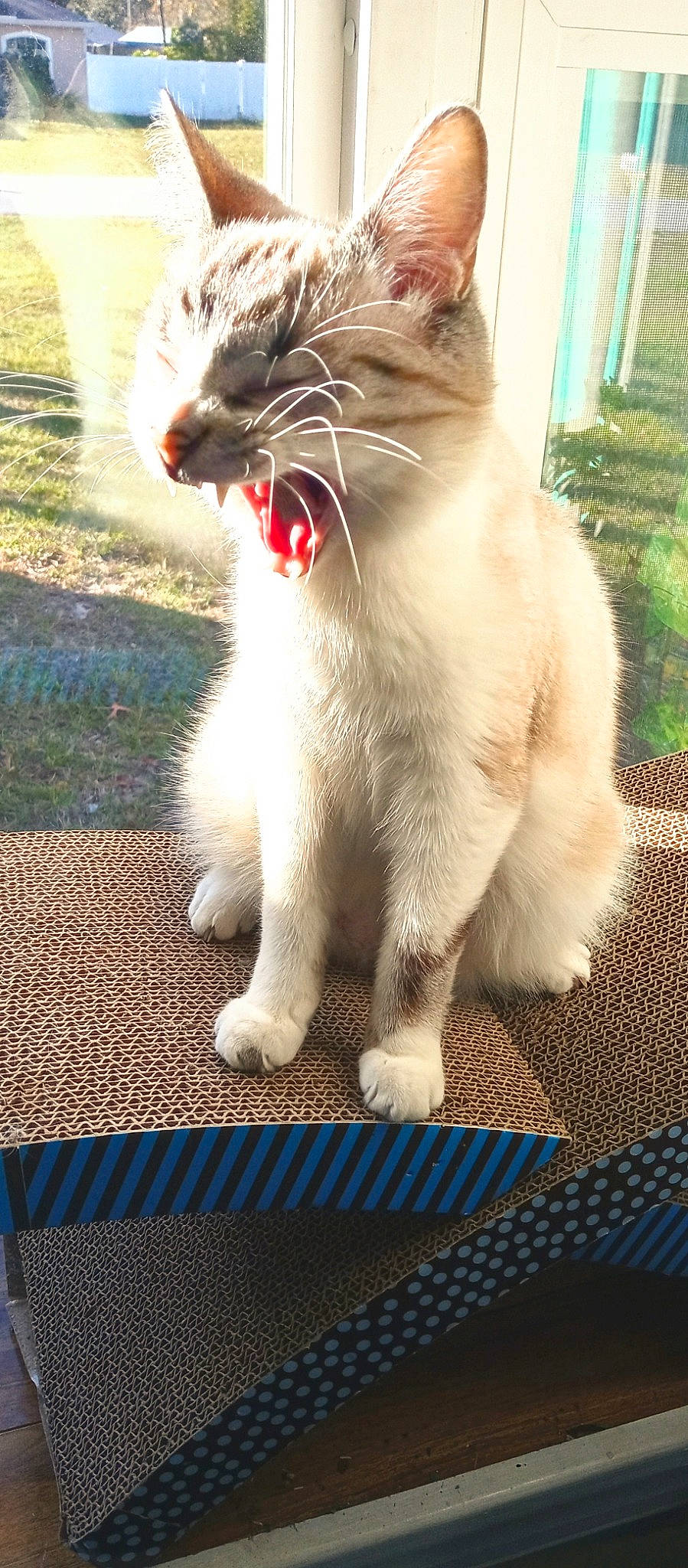 Tesla joined the competition — help win amazing prizes! carnivore, cat, claw, domestic_short_haired_cat, fang, fawn, felidae, fur, grass, paw, photo_caption, roar, small_to_medium_sized_cats, snout, tail, terrestrial_animal, thai, whiskers, window, yawn