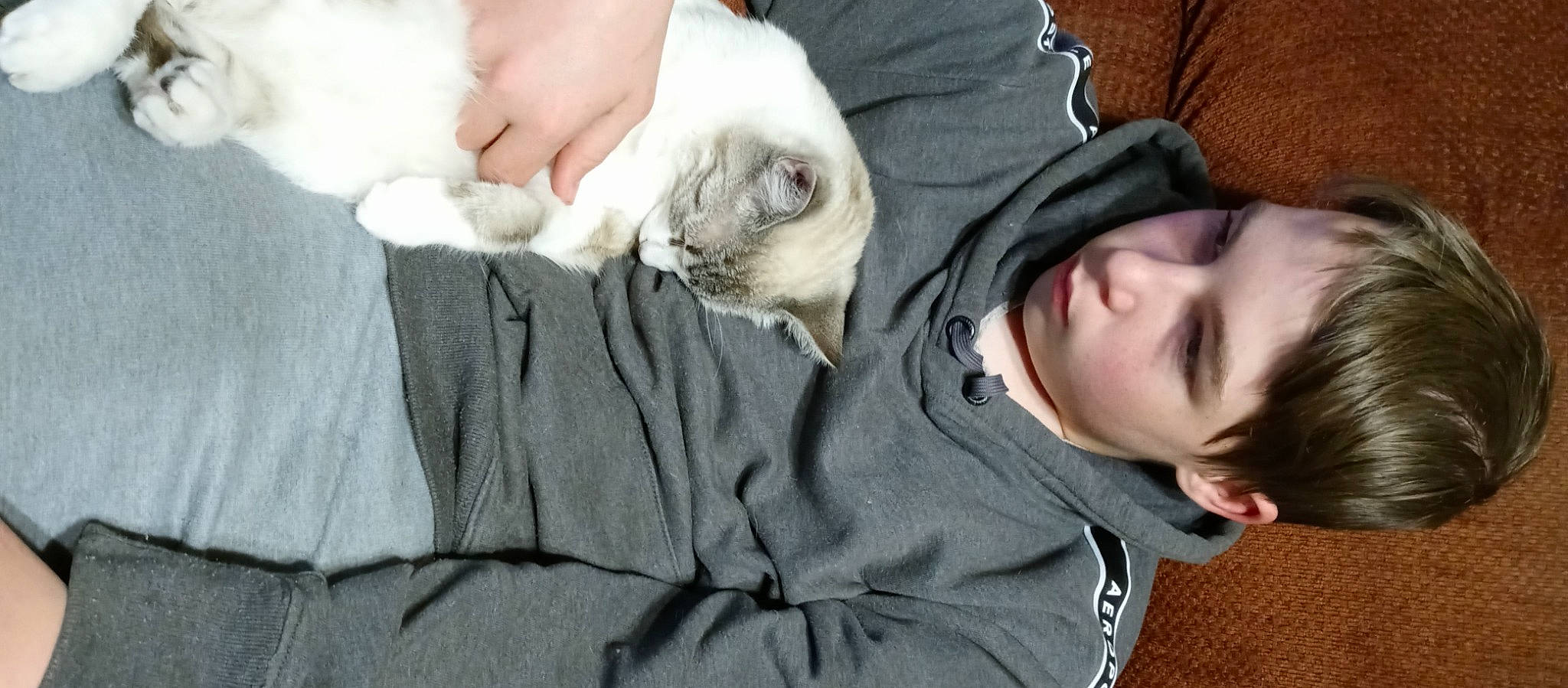 Tesla joined the competition — help win amazing prizes! beard, carnivore, cat, comfort, companion_dog, dog_breed, domestic_short_haired_cat, fawn, felidae, fur, gesture, hand, mammal, nap, paw, sleeve, small_to_medium_sized_cats, sporting_group, textile, whiskers