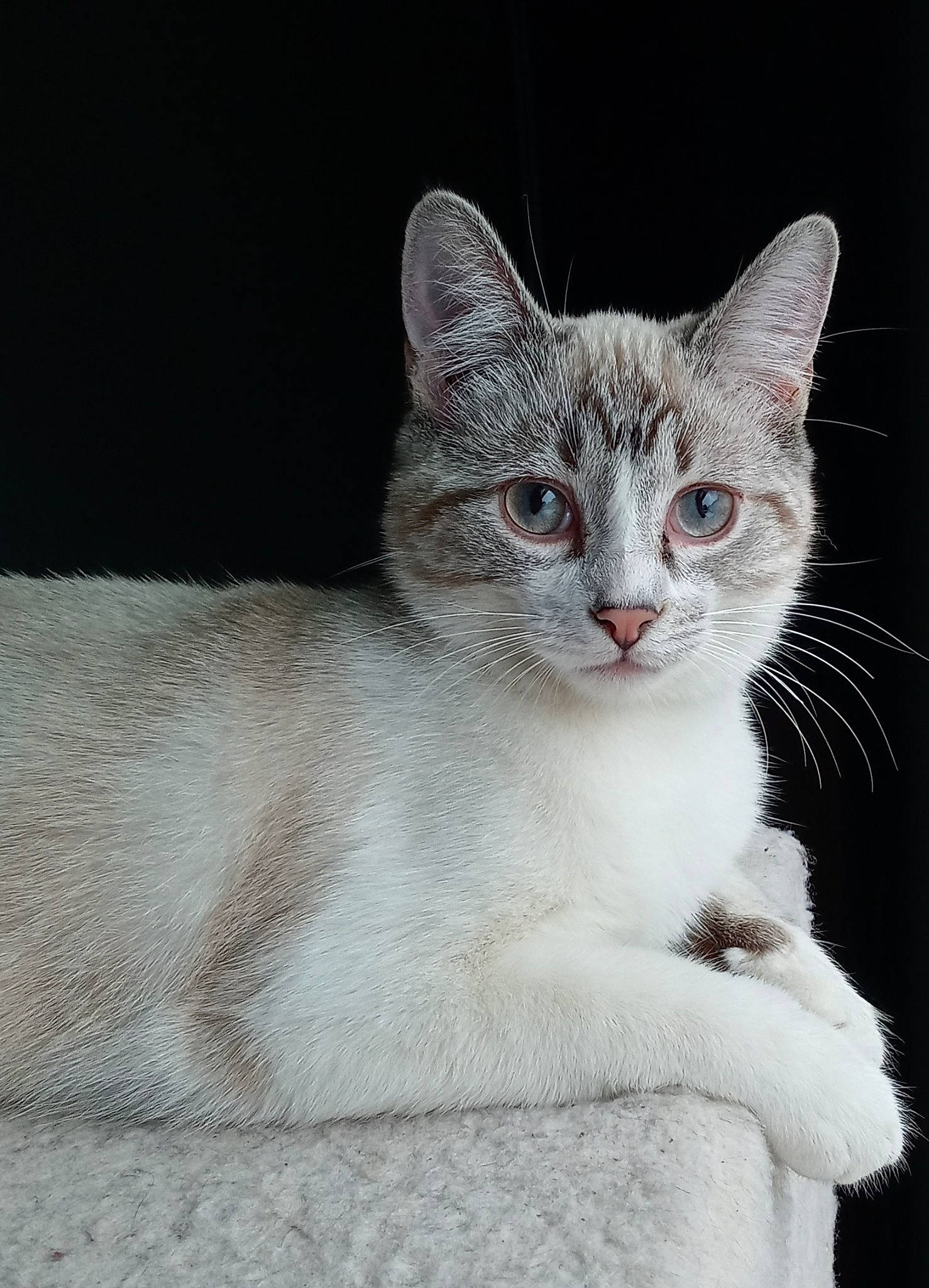 Tesla is registered to the contest to win money with this photo: carnivore, cat, collar, domestic_short_haired_cat, fawn, felidae, fur, pet_supply, small_to_medium_sized_cats, tail, terrestrial_animal, whiskers, window