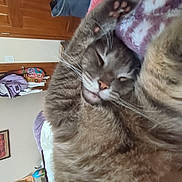 Gilbert joined the competition — help win amazing prizes! animal, bedroom, blanket, cat, comfort, cozy, cute, domestic, feline, fur, home, indoor, mammal, paws, pet, relaxed, resting, sleeping, stretching, whiskers