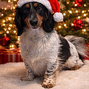 Barkley is registered to the contest to win money with this photo: dog, santa_hat, christmas_tree, holiday, festive, decorations, ornaments, lights, fluffy_rug, wooden_floor, black_and_white_dog, cute, pet, indoor, celebration, seasonal, christmas, fur, portrait, animal