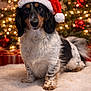 dog, santa_hat, christmas_tree, holiday, festive, decorations, ornaments, lights, fluffy_rug, wooden_floor, black_and_white_dog, cute, pet, indoor, celebration, seasonal, christmas, fur, portrait, animal