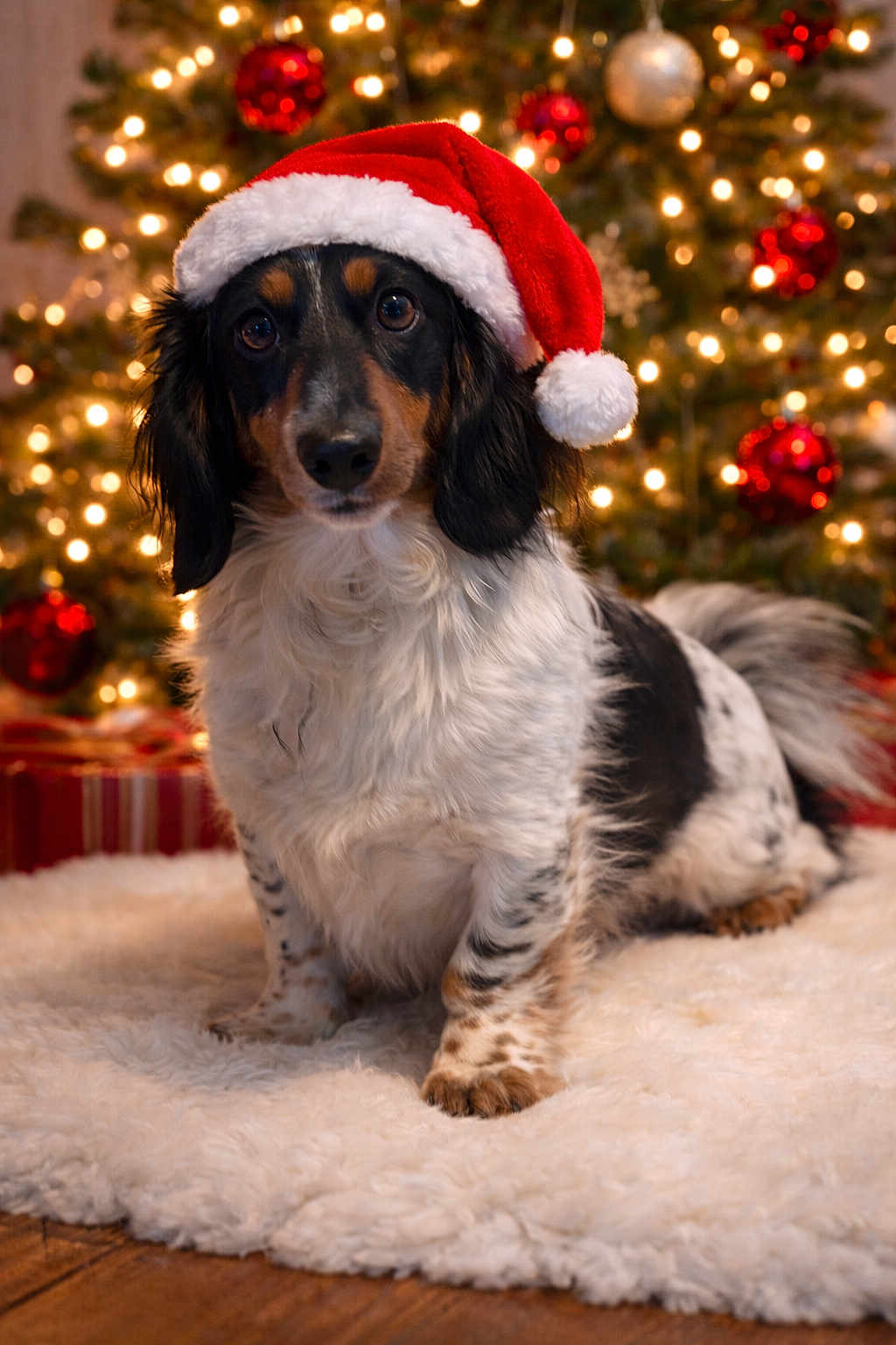 Barkley is registered to the contest to win money with this photo: dog, santa_hat, christmas_tree, holiday, festive, decorations, ornaments, lights, fluffy_rug, wooden_floor, black_and_white_dog, cute, pet, indoor, celebration, seasonal, christmas, fur, portrait, animal