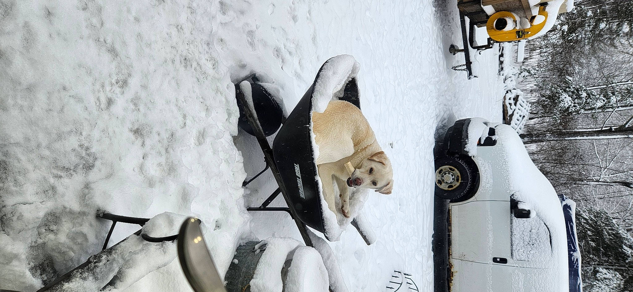 Luke joined the competition — help win amazing prizes! automotive_design, automotive_exterior, automotive_tire, car, carnivore, companion_dog, dog, dog_breed, door, eyewear, freezing, fur, machine, motor_vehicle, precipitation, snow, vehicle, vehicle_door, white, winter