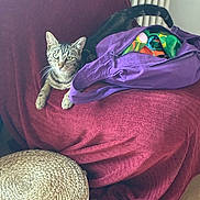Tiger participe au concours pour gagner de l'argent avec cette photo : animal, cat, colorful_fabric, couch, cozy, curious, domestic, fur, furniture, home, indoor, pet, purple_bag, relaxing, tabby_cat, tail, texture, whiskers, wooden_floor, woven_ottoman