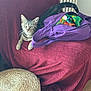 animal, cat, colorful_fabric, couch, cozy, curious, domestic, fur, furniture, home, indoor, pet, purple_bag, relaxing, tabby_cat, tail, texture, whiskers, wooden_floor, woven_ottoman
