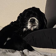 Henley is registered to the contest to win money with this photo: animal, bed, black_and_white, canine, close_up, comfort, cozy, dog, domestic_animal, fur, furniture, home, indoor, lying_down, pet, pillow, portrait, relaxed, resting, sleepy