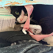 Joker is registered to the contest to win money with this photo: animal, bag, black_and_white, cat, close_up, clothes, curious, cute, fabric, green_eyes, hidden, indoor, paper, peeking, pet, pink_nose, playful, soft_texture, text, whiskers