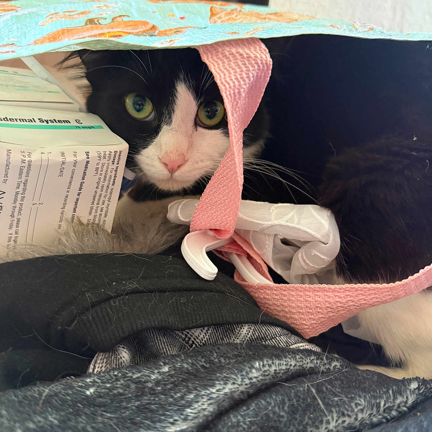 Joker is registered to the contest to win money with this photo: animal, bag, black_and_white, cat, close_up, clothes, curious, cute, fabric, green_eyes, hidden, indoor, paper, peeking, pet, pink_nose, playful, soft_texture, text, whiskers
