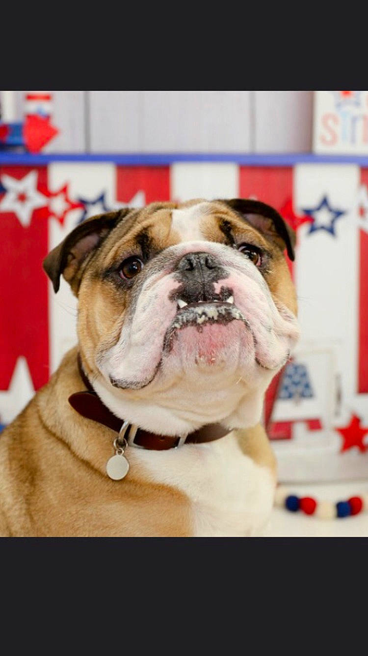 Brock joined the competition — help win amazing prizes! ancient_dog_breeds, bulldog, canidae, carnivore, collar, companion_dog, dog, dog_breed, dog_collar, fawn, fur, leash, molosser, non_sporting_group, puppy, sporting_group, window, working_animal, working_dog, wrinkle