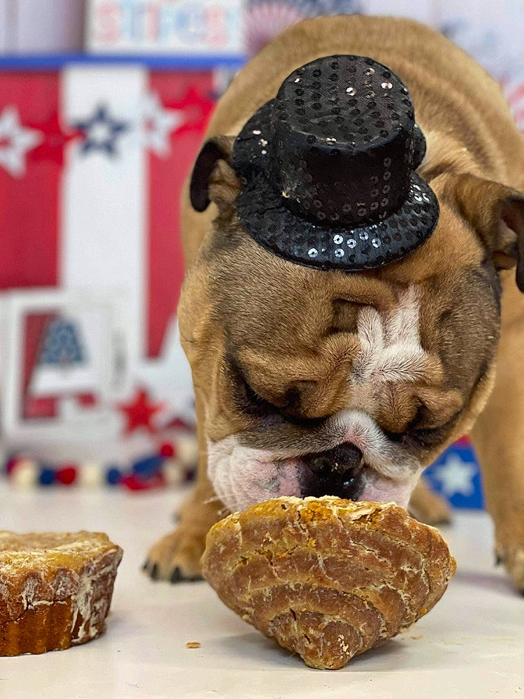 Brock is registered to the contest to win money with this photo: action_figure, art, companion_dog, cuisine, dish, fashion_accessory, figurine, finger_food, food, fur, hat, ingredient, natural_material, snout, stuffed_toy, sun_hat, sweetness, toy, wood, working_animal