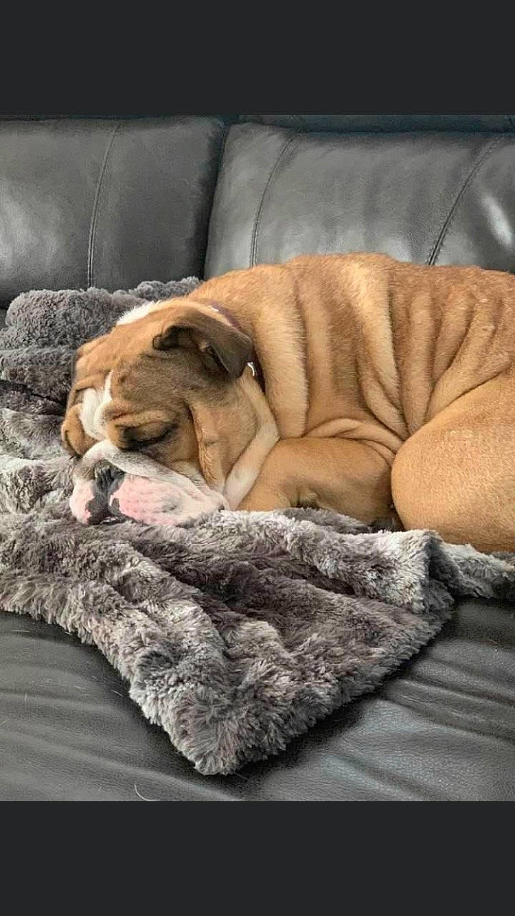 Brock joined the competition — help win amazing prizes! bedding, bored, canidae, carnivore, comfort, companion_dog, dog, dog_breed, dog_supply, fawn, flooring, fur, hardwood, linens, nap, snout, sporting_group, terrestrial_animal, wood, wrinkle