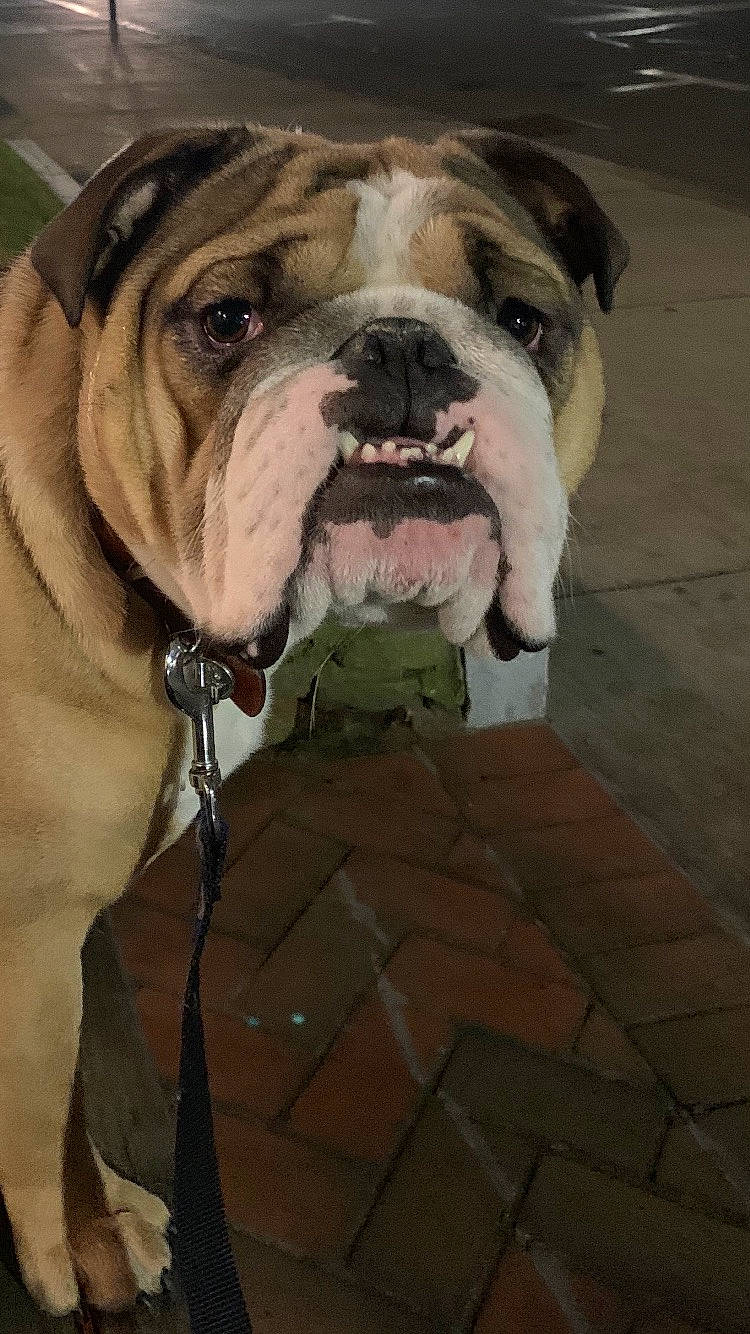Brock is registered to the contest to win money with this photo: bulldog, canidae, carnivore, collar, companion_dog, dog, dog_breed, dog_collar, fawn, flooring, fur, pet_supply, road_surface, sporting_group, terrestrial_animal, whiskers, window, working_animal, working_dog, wrinkle