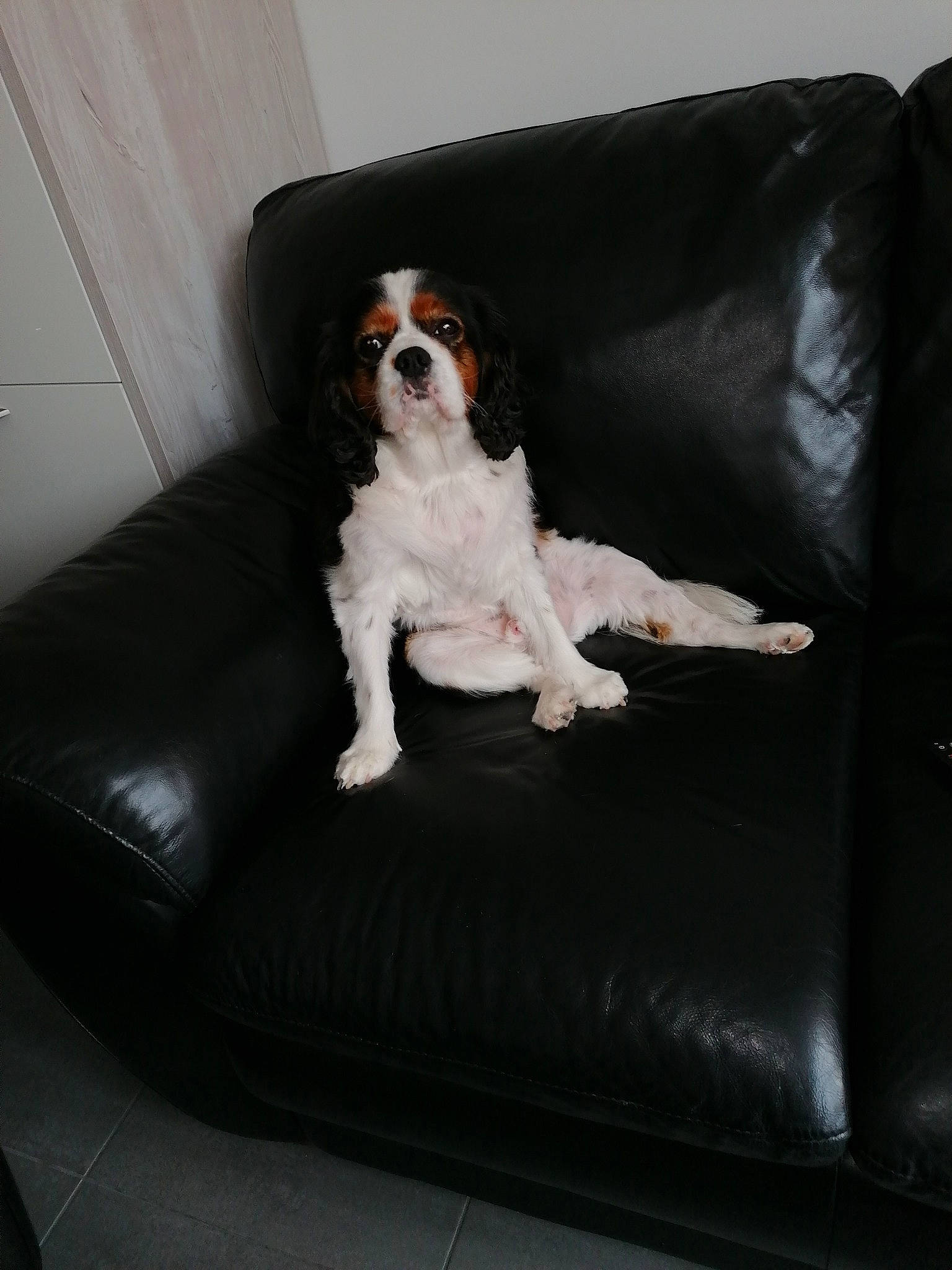 James participe au concours pour gagner de l'argent avec cette photo : canidae, carnivore, cavalier_king_charles_spaniel, comfort, companion_dog, couch, dog, dog_bed, dog_breed, dog_supply, furniture, king_charles_spaniel, leather, spaniel, sporting_group, toy_dog