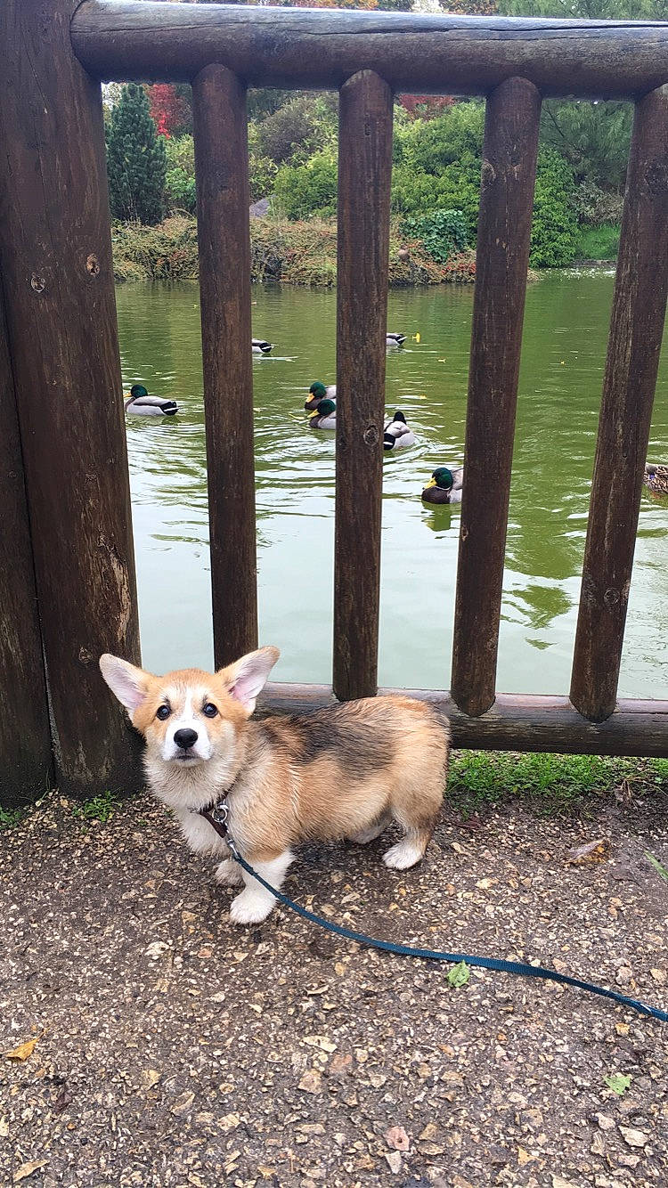 Poppy a rejoint le concours — aidez-le/la à gagner de superbes lots ! canidae, cardigan_welsh_corgi, carnivore, companion_dog, corgi_chihuahua, dog, dog_breed, fawn, mammal, norwegian_buhund, norwegian_lundehund, pembroke_welsh_corgi, puppy, swedish_vallhund, tail, tree, vertebrate, welsh_corgi
