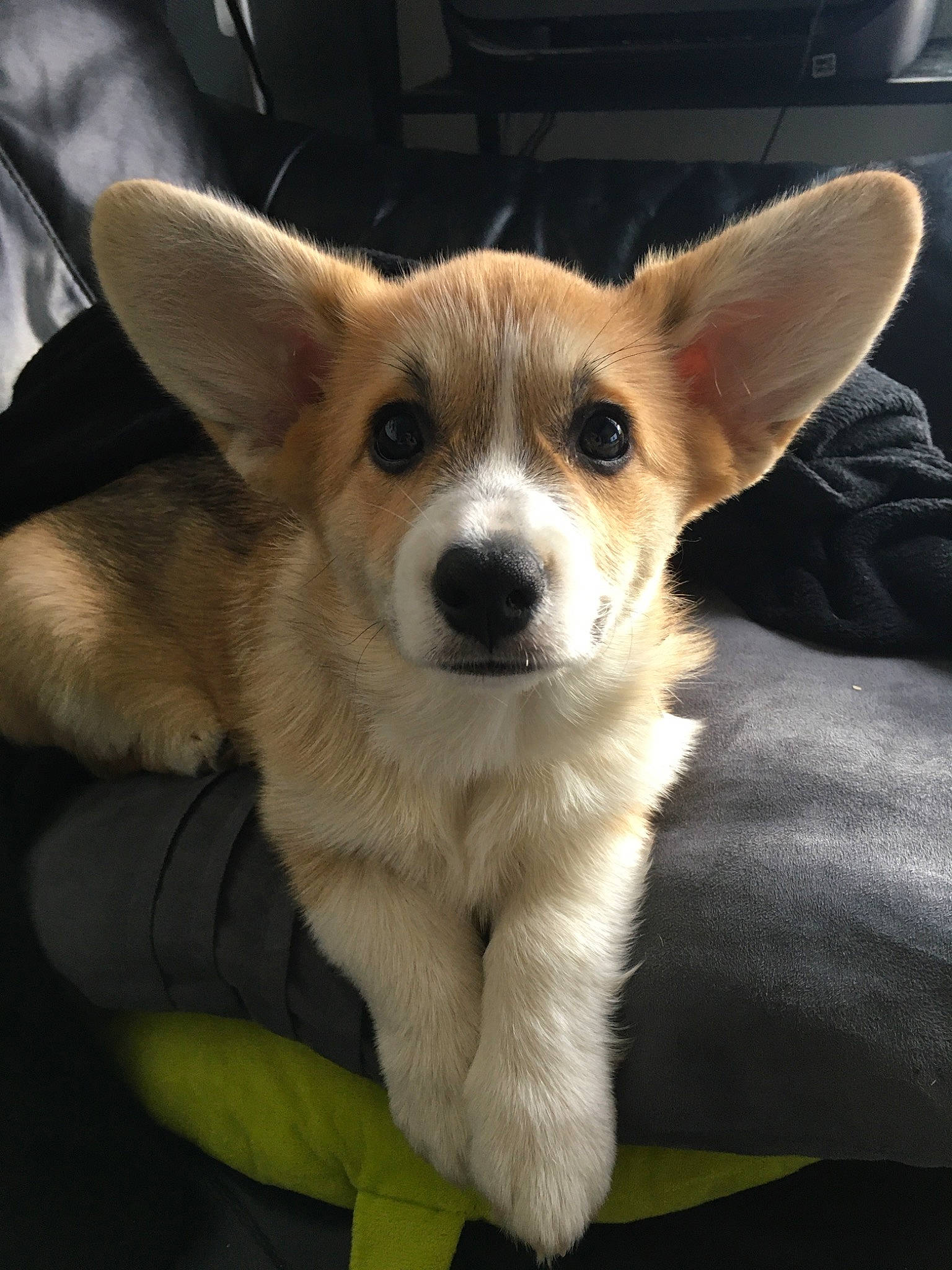 Poppy participe au concours pour gagner de l'argent avec cette photo : canidae, cardigan_welsh_corgi, carnivore, companion_dog, corgi_chihuahua, dog, dog_breed, ear, fawn, herding_dog, mammal, pembroke_welsh_corgi, puppy, rare_breed_dog, snout, sporting_group, vertebrate, welsh_corgi, whiskers