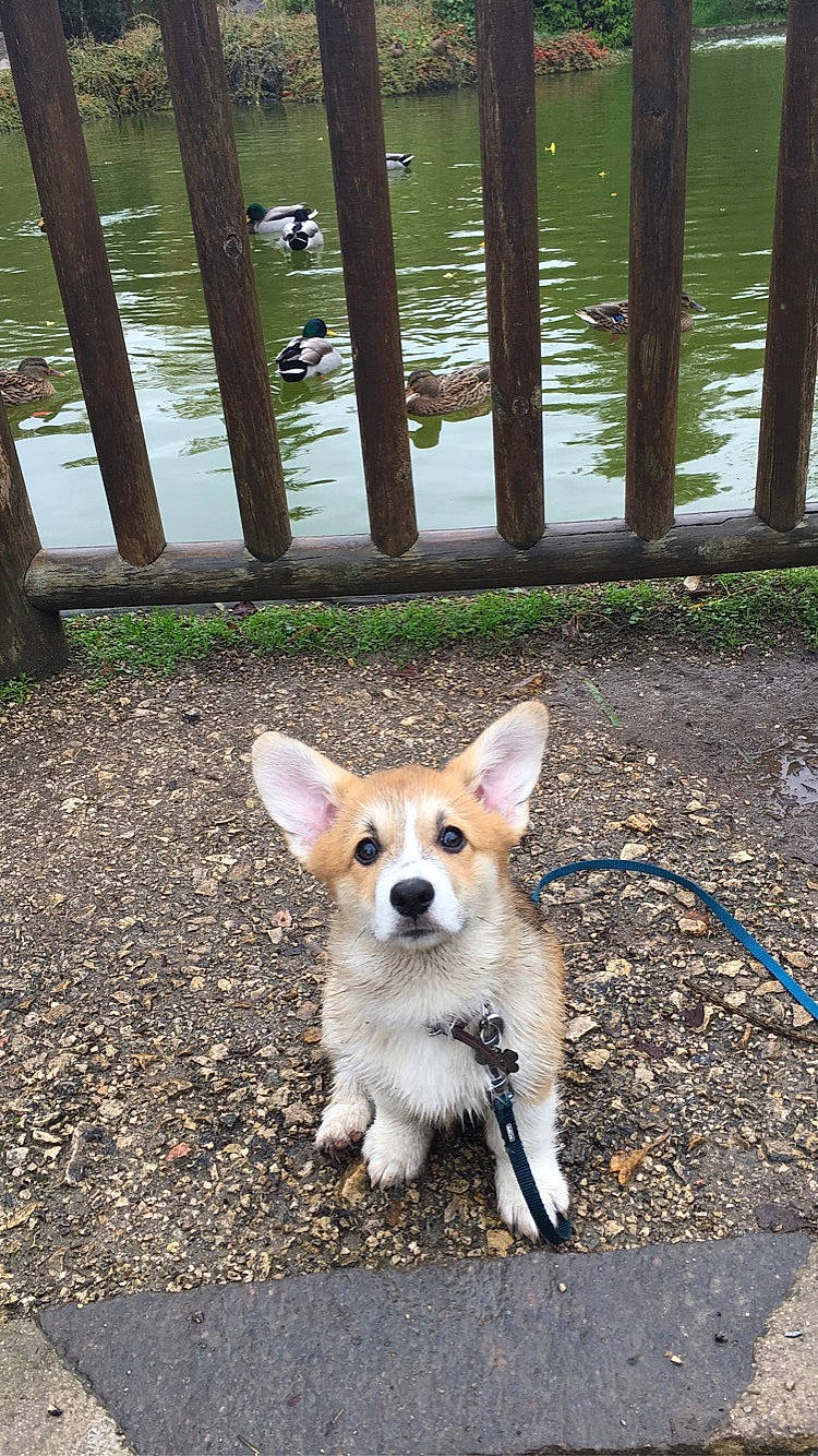 Poppy a rejoint le concours — aidez-le/la à gagner de superbes lots ! canidae, cardigan_welsh_corgi, carnivore, companion_dog, corgi_chihuahua, dog, dog_breed, fawn, herding_dog, mammal, pembroke_welsh_corgi, puppy, snout, vertebrate, welsh_corgi, wildlife