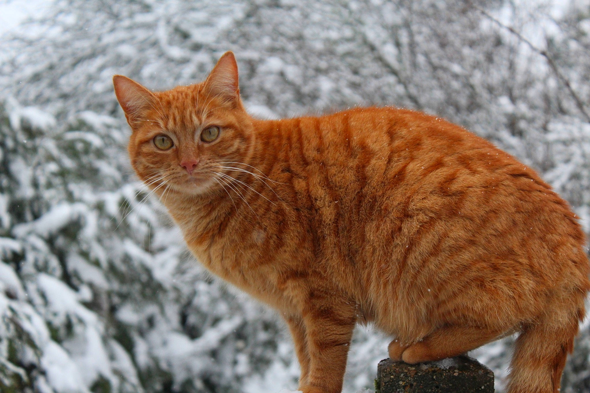 Billy participe au concours pour gagner de l'argent avec cette photo : american_wirehair, arabian_mau, carnivore, cat, domestic_short_haired_cat, european_shorthair, eye, felidae, fur, german_rex, mammal, small_to_medium_sized_cats, snout, snow, tabby_cat, tail, terrestrial_animal, vertebrate, whiskers, wild_cat
