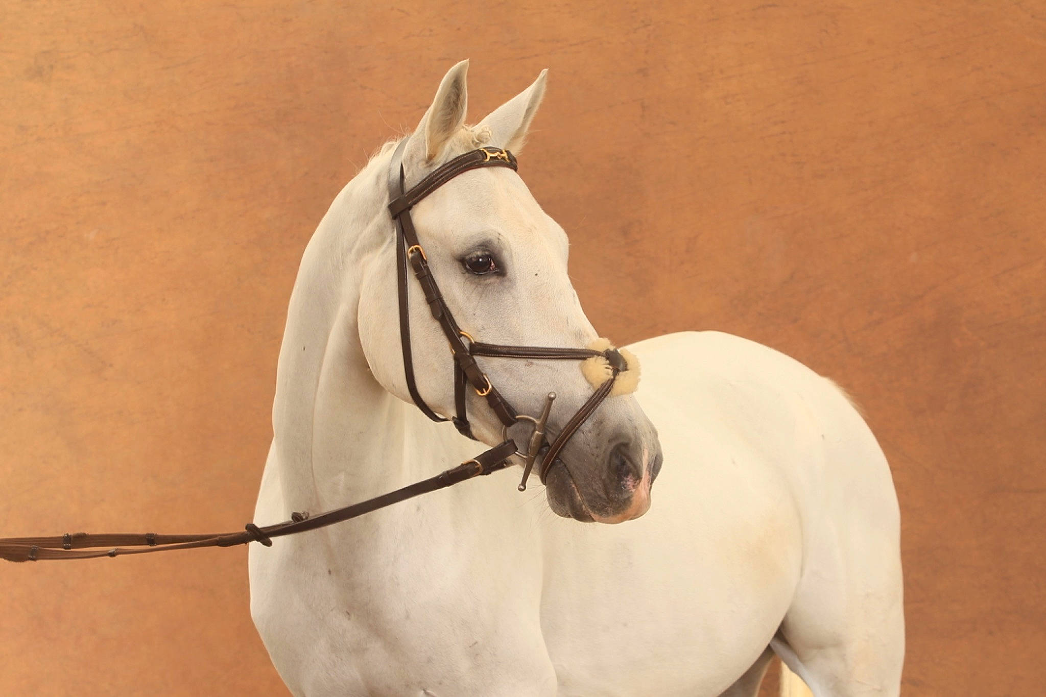 Tirnanok Des Prairies