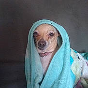 Cinnamon is registered to the contest to win money with this photo: dog, blanket, couch, pet, indoor, cozy, wrapped, small_dog, fur, animal, face, expression, resting, collar, snug, comfort, home, portrait, cute, relaxed