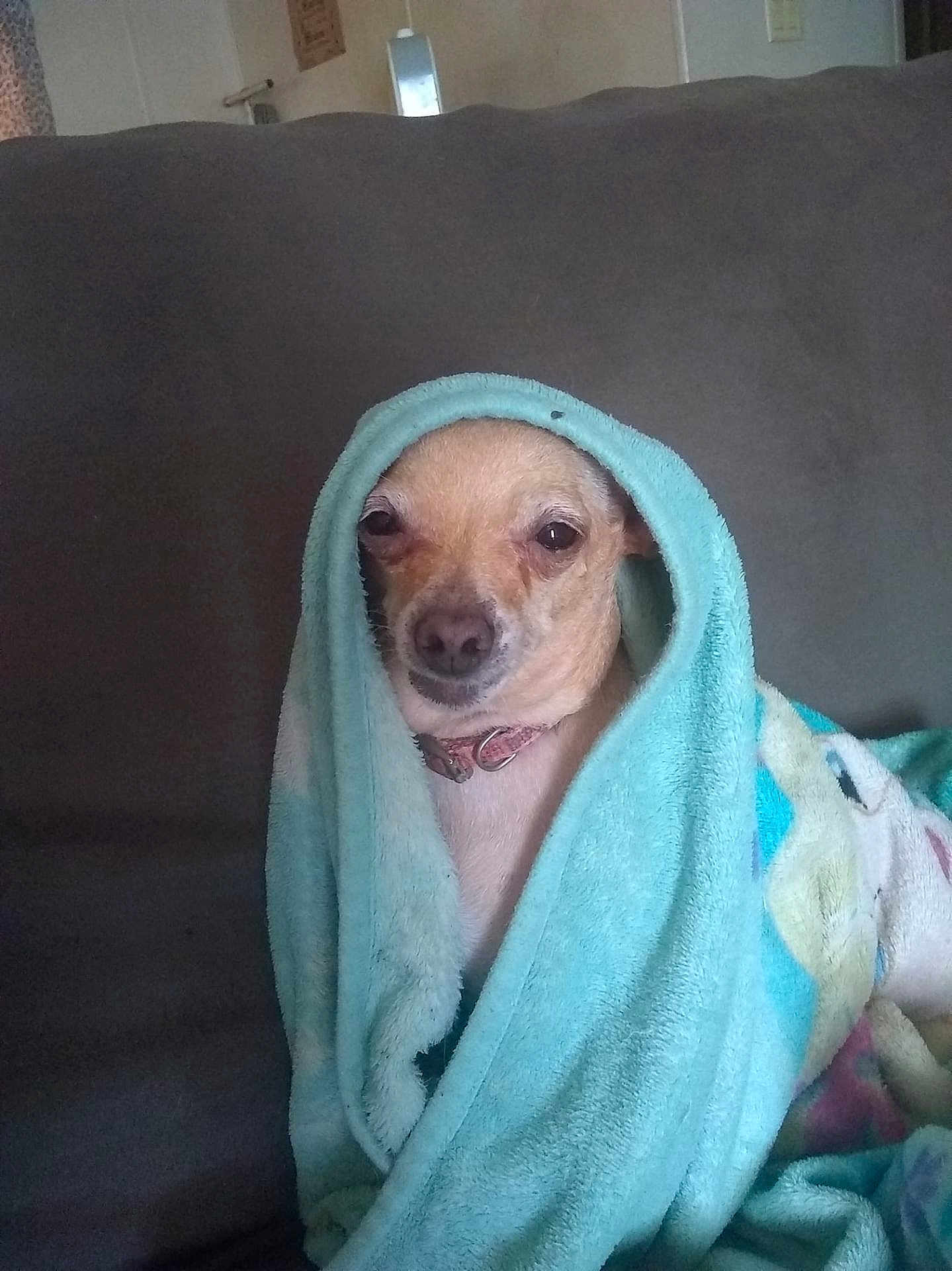 Cinnamon is registered to the contest to win money with this photo: dog, blanket, couch, pet, indoor, cozy, wrapped, small_dog, fur, animal, face, expression, resting, collar, snug, comfort, home, portrait, cute, relaxed