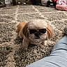 dog, shih_tzu, sunglasses, pet, fluffy, small_dog, portrait, indoor, carpet, living_room, toy_basket, toys, furniture, home, floor, sitting, looking_at_camera, fashion, cute, funny