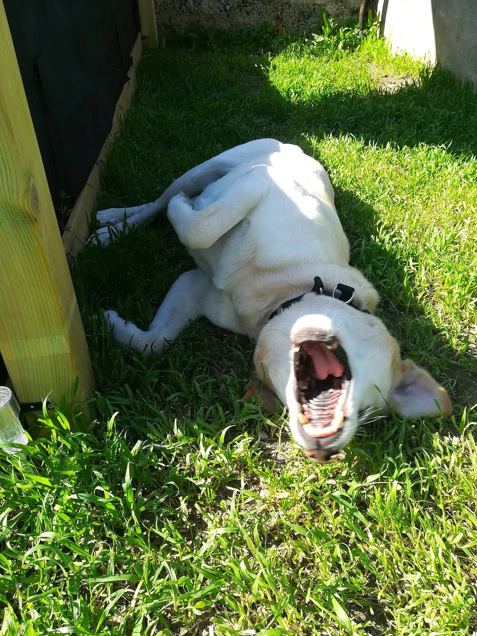 Gex participe au concours pour gagner de l'argent avec cette photo : canidae, carnivore, companion_dog, dog, dog_breed, fawn, grass, lawn, non_sporting_group, plant, sporting_group, tail, terrestrial_animal, working_animal, yard