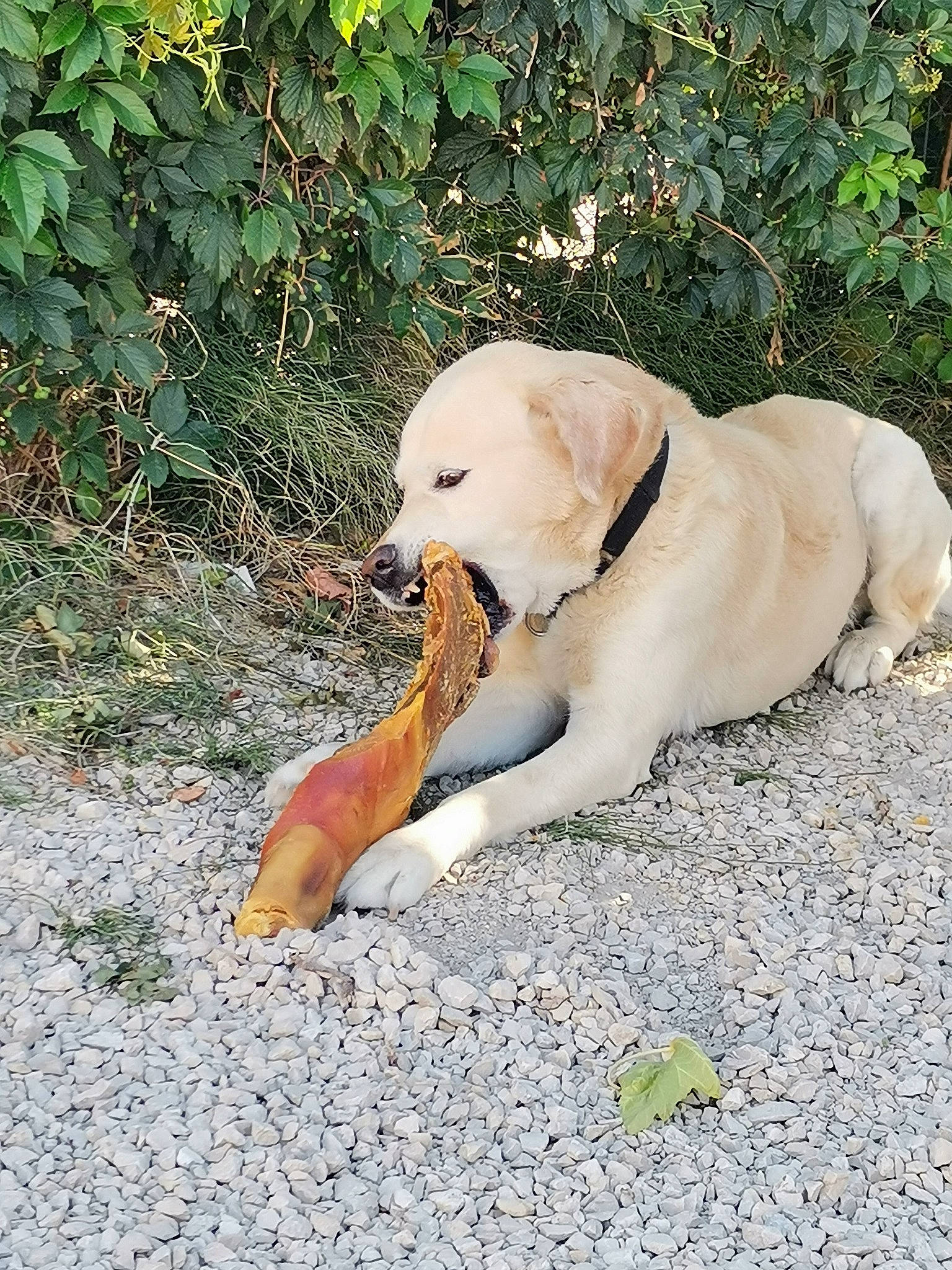 Gex a rejoint le concours — aidez-le/la à gagner de superbes lots ! adventure, canidae, carnivore, companion_dog, dog, dog_breed, fawn, grass, gun_dog, hunting_dog, labrador_retriever, paw, plant, snout, soil, sporting_group, tail, terrestrial_animal, vertebrate, wildlife