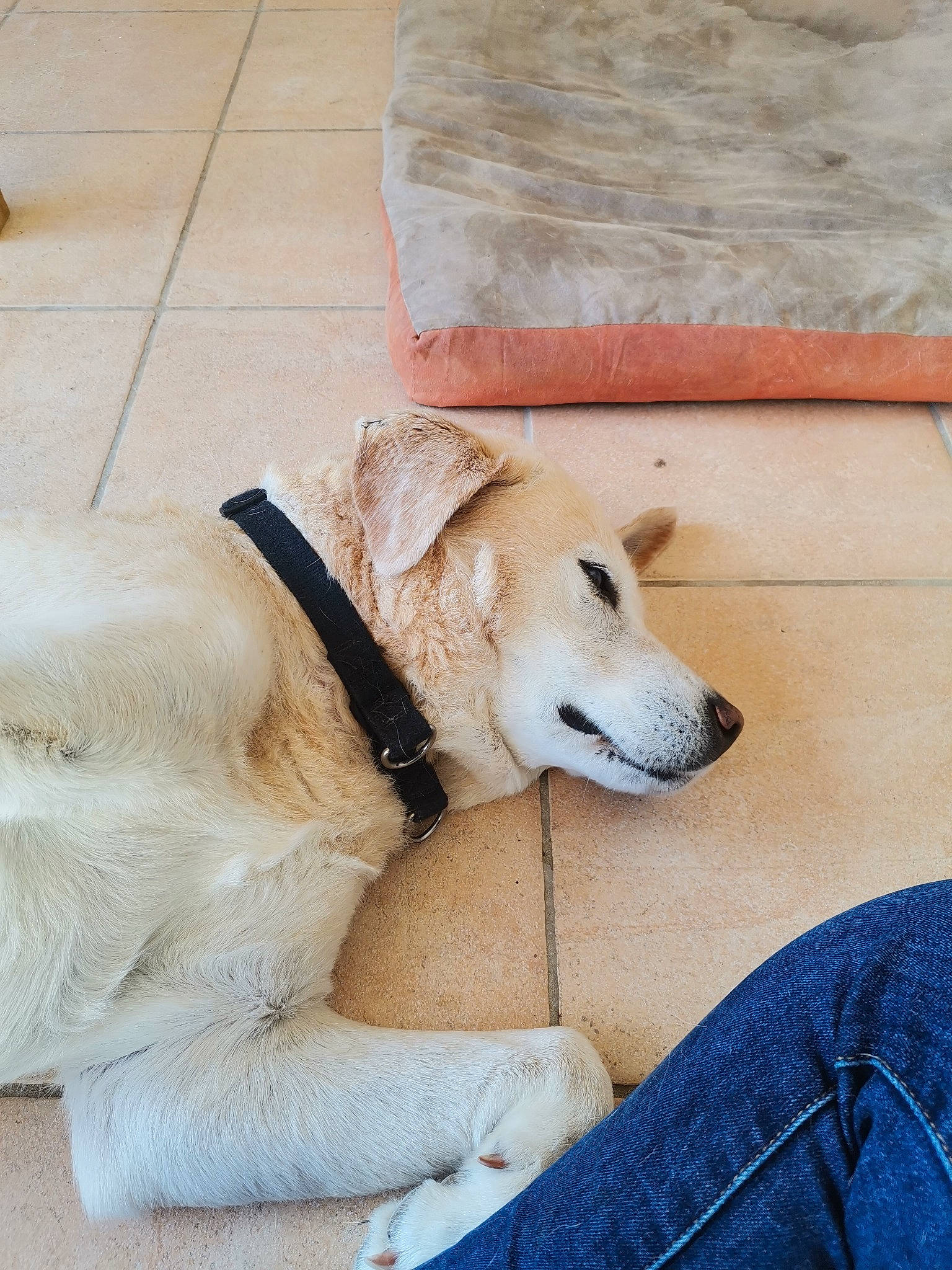 Gex participe au concours pour gagner de l'argent avec cette photo : canidae, carnivore, chair, collar, comfort, companion_dog, dog, dog_breed, dog_collar, dog_supply, fawn, floor, flooring, fur, pet_supply, retriever, snout, sporting_group, wood, working_animal