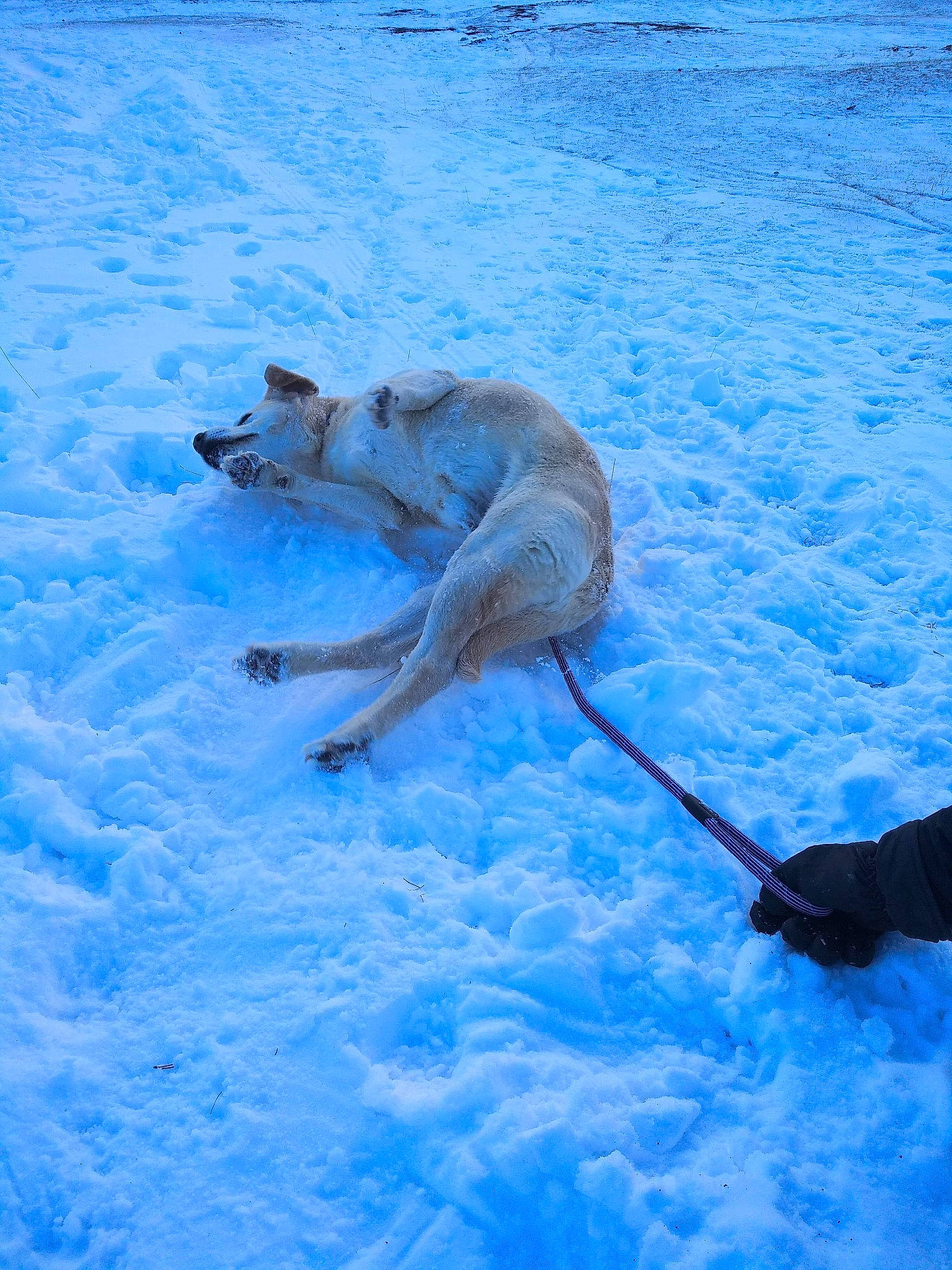 Gex a rejoint le concours — aidez-le/la à gagner de superbes lots ! arctic, blue, canidae, carnivore, dog, dog_breed, electric_blue, freezing, glacial_landform, ice_cap, polar_ice_cap, recreation, sky, slope, snow, sporting_group, tail, tundra, wildlife, winter