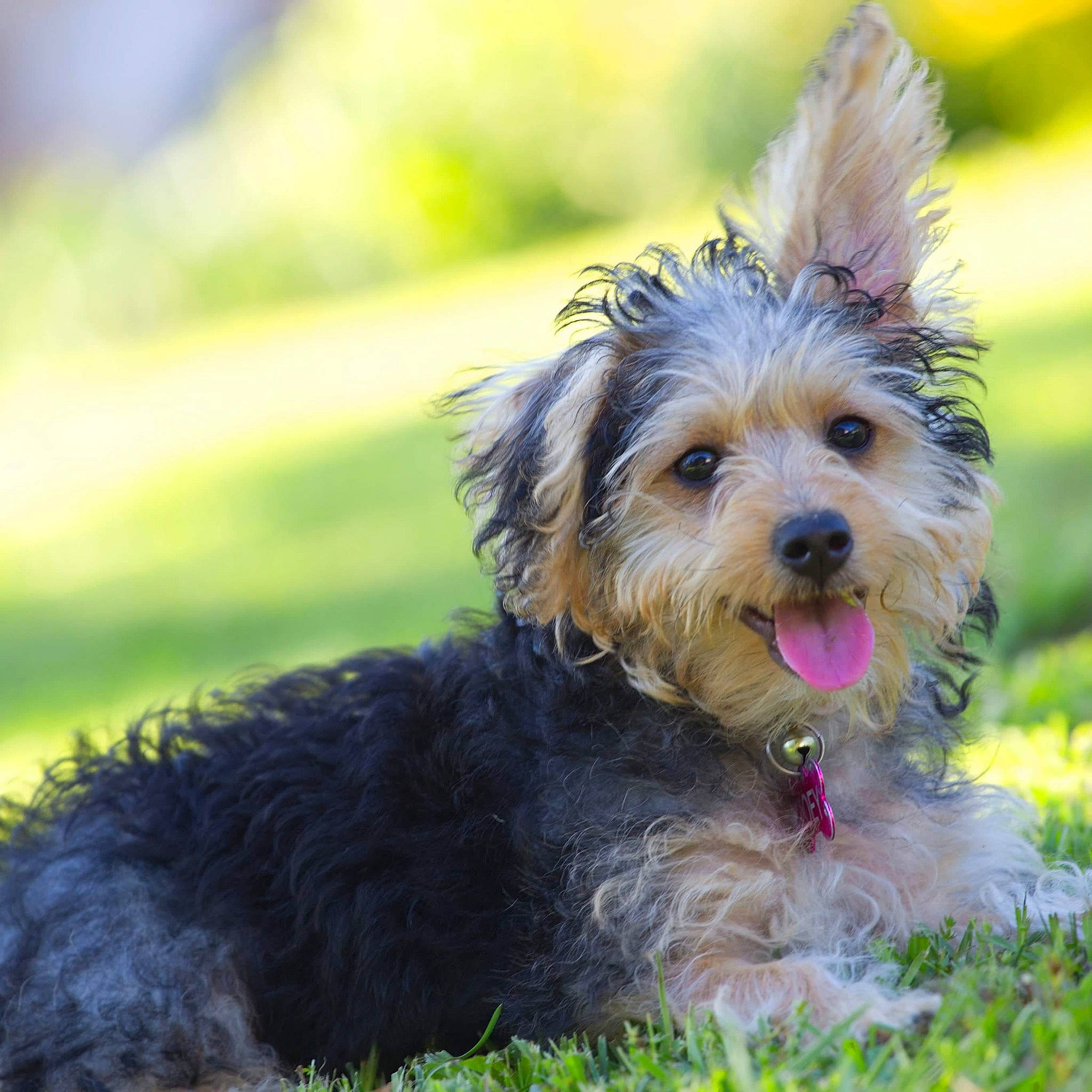 Zoey is registered to the contest to win money with this photo: australian_silky_terrier, australian_terrier, biewer_terrier, bosnian_coarse_haired_hound, cairn_terrier, canidae, carnivore, companion_dog, dog, dog_breed, glen_of_imaal_terrier, mammal, morkie, puppy, schnoodle, small_terrier, terrier, vertebrate, yorkipoo, yorkshire_terrier