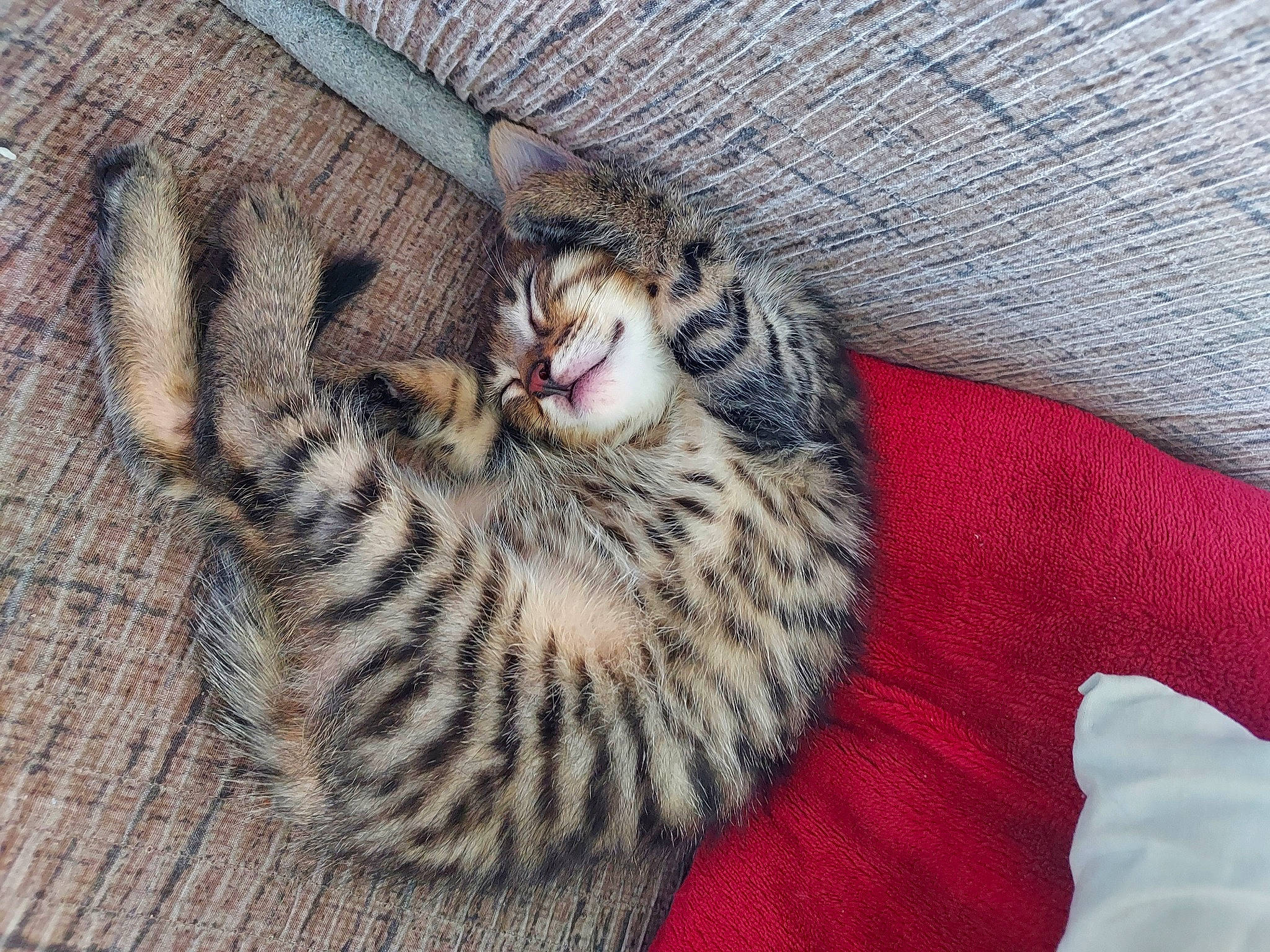 Tigroux participe au concours pour gagner de l'argent avec cette photo : big_cats, carnivore, cat, cat_bed, claw, comfort, domestic_short_haired_cat, eye, felidae, fur, leopard, paw, small_to_medium_sized_cats, snout, terrestrial_animal, whiskers, wildlife