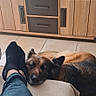 dog, couch, foot, television, living_room, furniture, person, pant, sock, wooden_cabinet, floor, tile, resting, relaxation, indoor, screen, watching_tv, brown_dog, black_sock, home