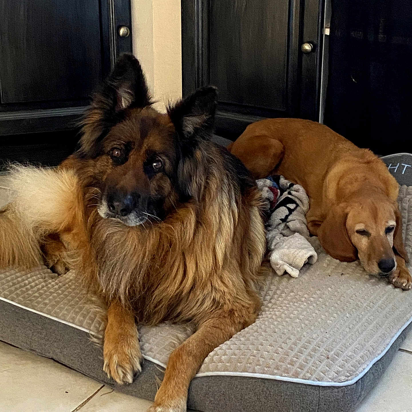 Mylo participe au concours pour gagner de l'argent avec cette photo : dog, dogs, pet, pets, dog_bed, indoor, floor, tile_floor, brown_dog, long_hair_dog, resting, relaxed, canine, mammal, animal, domestic_animal, fur, two_dogs, cabinet, home