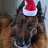 Mylo participe au concours pour gagner de l'argent avec cette photo : dog, german_shepherd, santa_hat, holiday, pet, indoors, brown_fur, animal, portrait, cute, christmas, festive, canine, fluffy, looking, domestic_animal, mammal, furry, headwear, holiday_season